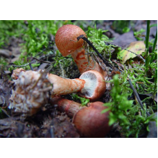 Мицелий Паутинника браслетчатого / Паутинник красный (Cortinarius armillatus)